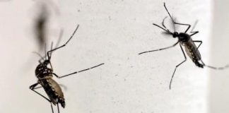 ازدهار مبيعات مبيدات طاردة للبعوض بالبرازيل بسبب عدوى زيكا