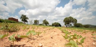 الأمم المتحدة: 16 مليونا يواجهون الجوع في جنوب القارة الأفريقية