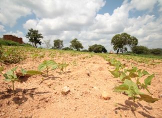الأمم المتحدة: 16 مليونا يواجهون الجوع في جنوب القارة الأفريقية