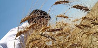 إفريقيا سلة غذاء العالم من القمح؟ لا شيء يمنع ذلك .. نظريا!