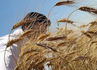 إفريقيا سلة غذاء العالم من القمح؟ لا شيء يمنع ذلك .. نظريا!