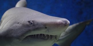 التضامن مع أسماك القرش