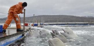 رصد أنثى حوت أبيض المعروف باسم (برميل الحليب) قبالة المكسيك