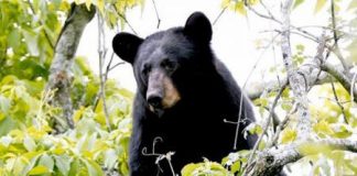 حذف دب لويزيانا الأسود من قائمة الأنواع المهددة بالخطر