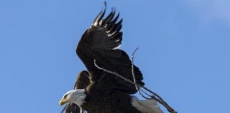 نفوق خمسة من طيور النسر الأصلع في ديلاوير بأمريكا