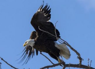 نفوق خمسة من طيور النسر الأصلع في ديلاوير بأمريكا