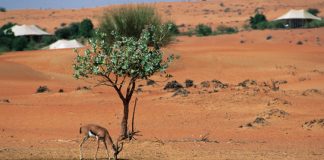 قطر تحتفل بيوم البيئة الإقليمي