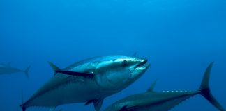 استعادة المحيط