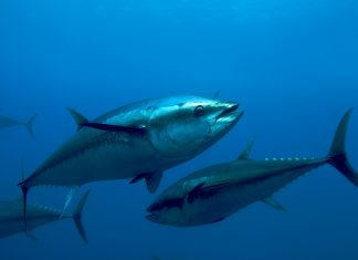 استعادة المحيط