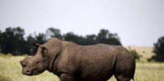 جنوب أفريقيا تبت هذا الشهر في رفع الحظر على التجارة في قرون وحيد القرن