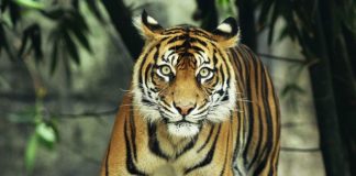 زيادة أعداد النمور البرية لأول مرة منذ قرن