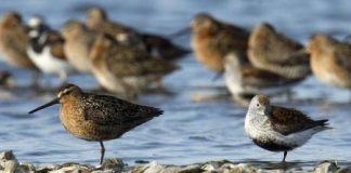 تناقص أعداد طائر العقدة الحمراء بسبب تغير المناخ