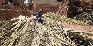 بيئة مصر: إنتاج سماد عضوي من المخلفات الزراعية للنخيل