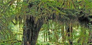 الغابات ضرورية لتحقيق أهداف المناخ العالمية