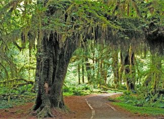 ترامب يأمر بقطع مساحات واسعة من الغابات في الولايات المتحدة للحصول على الأخشاب