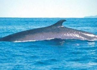 بيئة مصر: “ظهور الحيتان مؤشر إيجابي لثراء النظام البيئي”