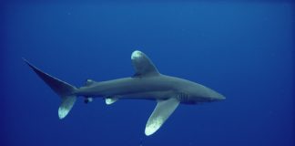 بيئة الإمارات تحظر صيد 8 أنواع مهددة بالانقراض من أسماك القرش