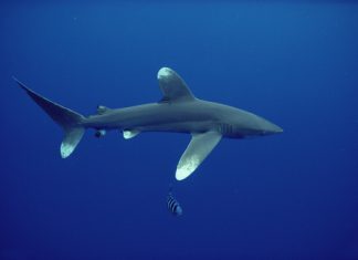 بيئة الإمارات تحظر صيد 8 أنواع مهددة بالانقراض من أسماك القرش