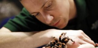 فقس عناكب نادرة من فصيلة الرتيلاء في حديقة حيوانات بريطانية