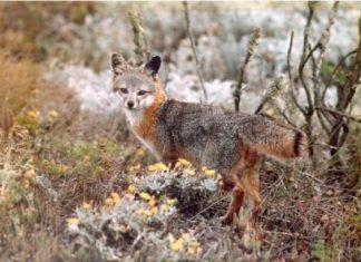 رفع اسم ثعلب الجزر النادر بكاليفورنيا من قائمة الأنواع المعرضة للانقراض
