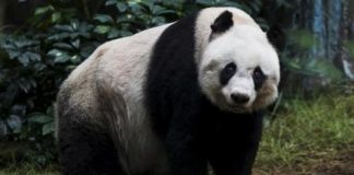 نفوق أقدم باندا حبيسة في العالم في هونج كونج