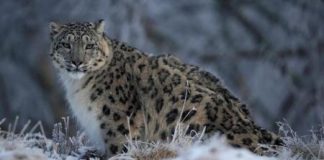 المئات من نمور الثلوج النادرة تتعرض للقتل سنويا