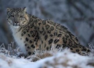 المئات من نمور الثلوج النادرة تتعرض للقتل سنويا