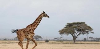 الزرافات تواجه “الانقراض في صمت” في أفريقيا