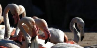 دراسة شاملة عن الكائنات المهددة بالانقراض في العراق