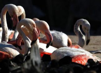 دراسة شاملة عن الكائنات المهددة بالانقراض في العراق