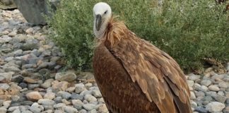 هيئة البيئة بالشارقة تعزز جهودها لحماية النسور من الانقراض