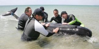 جنوح عشرات الحيتان في نيوزيلندا ومحاولات لإعادتها لعمق البحر