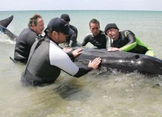 جنوح عشرات الحيتان في نيوزيلندا ومحاولات لإعادتها لعمق البحر