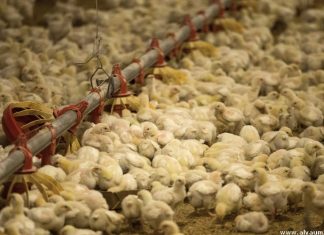 بيئة السعودية تحظر استيراد الطيور وبيوضها من ماليزيا والولايات المتحدة