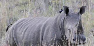 لصوص يقتلون وحيد قرن نادر في فرنسا لسرقة قرنه