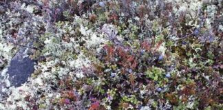 الجمارك الاسترالية تدمر نباتات نادرة بالخطأ