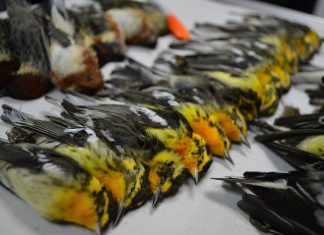 نفوق نحو 400 من الطيور المهاجرة اثر ارتطامها بناطحة سحاب في تكساس