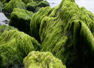 علماء في تشيلي ينتجون وقودا حيويا من الطحالب