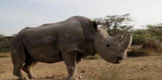 مساع بريطانية لإنقاذ وحيد القرن بالتلقيح الصناعي