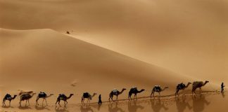 السعودية تنشئ نادييْن للإبل والصقور