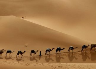 السعودية تنشئ نادييْن للإبل والصقور