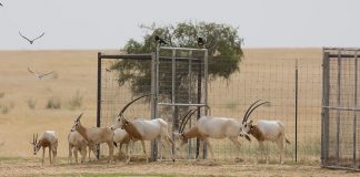 بيئة أبوظبي تطلق مجموعة جديدة من المها الأفريقي في تشاد