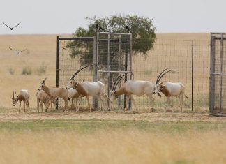 بيئة أبوظبي تطلق مجموعة جديدة من المها الأفريقي في تشاد