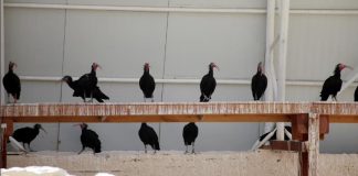 تركيا.. مركز عناية يستقبل 245 من طيور “أبو منجل الأصلع” المهددة بالانقراض