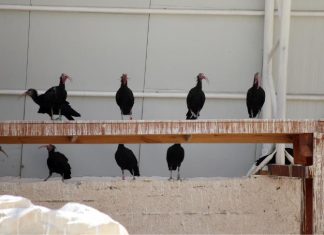 تركيا.. مركز عناية يستقبل 245 من طيور “أبو منجل الأصلع” المهددة بالانقراض