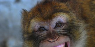 إتفاقية بين المغرب وصندوق الرفق بالحيوان لمحاربة الإتجار بالأحياء البرية