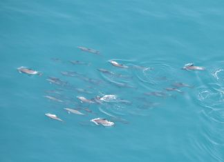 أبوظبي تحتضن أكبر عدد من دلافين المحيط الهندي الحدباء في العالم