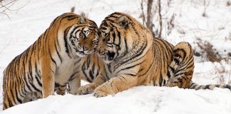 النمور البرية ستعود إلى كازاخستان بعد 70 عاما من الغياب