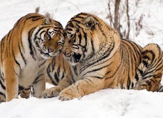 النمور البرية ستعود إلى كازاخستان بعد 70 عاما من الغياب