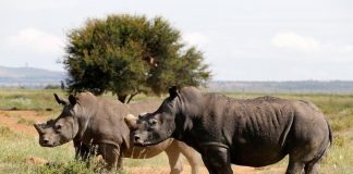 تراجع الصيد غير القانوني لوحيد القرن والأفيال في ناميبيا